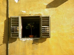 Tree in Window Tree in Window
